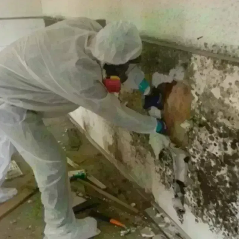 Mold Remediation and Removal in Cody, WY